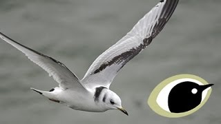 BTO Bird ID  Kittiwake and Other Small Gulls [upl. by Nylavad662]