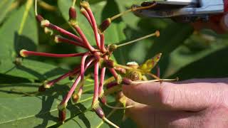 Deadheading Rhododendron [upl. by Towne]