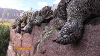 Utah Field Guide WhiteTailed Ptarmigan [upl. by Lasala]