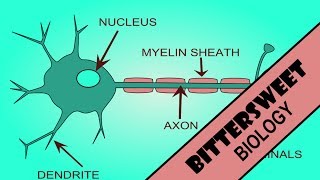 Action Potential Explained  The Neuron [upl. by Eseilanna]