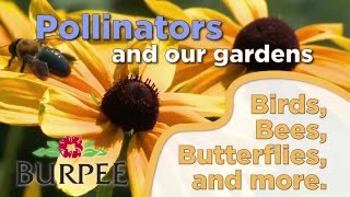 Pollinators And Our Gardens [upl. by Paugh565]