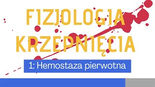 Fizjologia układu krzepnięcia 1 Hemostaza pierwotna [upl. by Bloem]