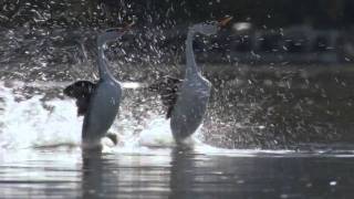 BBC Life The Grebes [upl. by Phares]