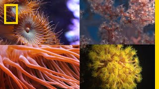 Coral Reefs 101  National Geographic [upl. by Tova]