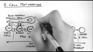 B Cells 3  Maturation [upl. by Cimbura]