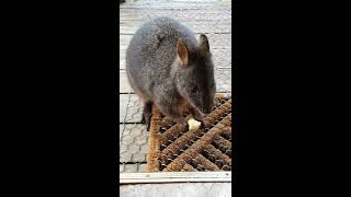 Friendly pademelon 1 [upl. by Tarra]