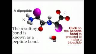 Peptide bond formation  Biofundamentals [upl. by Yerrok157]