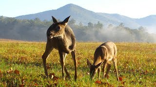 Whitetail deer blowing sound amp running away [upl. by Eniamahs]