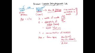 Calculating LDH activity  BIOL307 [upl. by Eesyak]