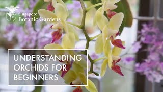 Understanding Orchids For Beginners [upl. by Elsey]