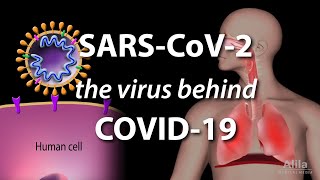 Understanding the Virus that Causes COVID19 Animation [upl. by Imaon]