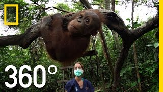 360° Orangutan School  National Geographic [upl. by Reine258]