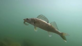 Shoreline Fishing for Walleye in Washington [upl. by Dehlia]