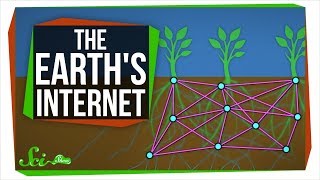 The Earths Internet How Fungi Help Plants Communicate [upl. by Melville]