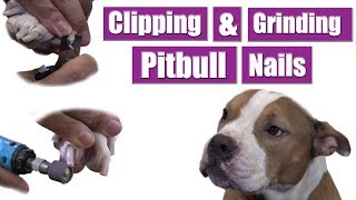 How To Cut amp Grind Dog Nails  Pitbull Grooming Tips [upl. by Collie515]