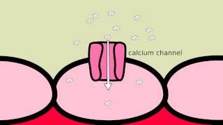 How does Amlodipine work [upl. by Einttirb369]