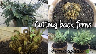 CUTTING BACK FERNS  FERNS PRUNING DRYOPTERIS AFFINIS How to prune ferns [upl. by Strickman207]