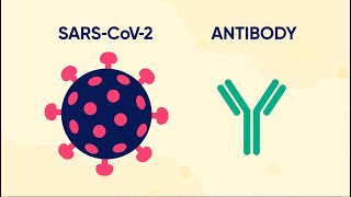 COVID19 DIAGNOSIS MOST ACCURATE TEST RTPCR  ANTIBODY DETECTION TEST [upl. by Eldon514]