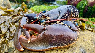 Coastal Foraging Rockpooling and Underwater Diving  Lobster Crab and Bass  Beach Cookup [upl. by Snevets702]