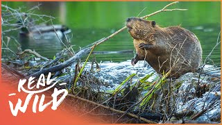 Why Do Beavers Build Dams Natures Engineers Wildlife Documentary  Natural Kingdom  Real Wild [upl. by Dawn403]