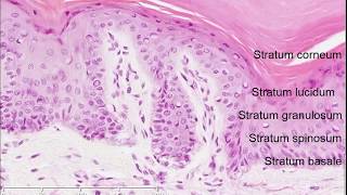 Histology of the Skin [upl. by Llekcm]