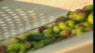 How Olive Oil Is Made [upl. by Trumann]