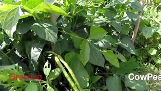 Growing Cowpeas Black eyed peas UK [upl. by Barty]