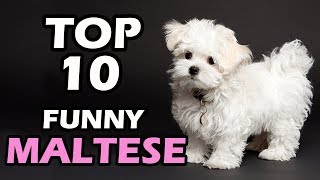 TOP 10 FUNNY MALTESE VIDEOS COMPILATION [upl. by Dwaine]