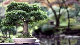 Bonsai trees [upl. by Yelmene]