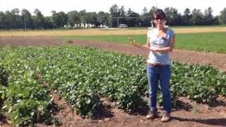 Cowpea Cover Crop Seed Erin Silva WI [upl. by Ahsauqram]