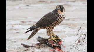 10 Facts About Peregrine Falcons [upl. by Templas]