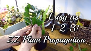 3 EASY Ways To Propagate Your ZZ Plant [upl. by Ioab]