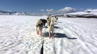 Dog Sledding in Iceland [upl. by Leumel]