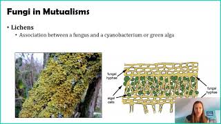 Introduction to Fungi [upl. by Isdnil]