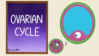 Ovarian Cycle  Menstrual Cycle  Part 1  Folliculogenesis  Reproductive Physiology [upl. by Kimberly99]