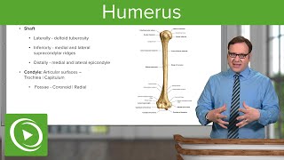 Humerus Characteristics amp Parts – Anatomy  Lecturio [upl. by Fital]