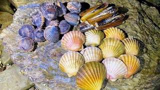 Coastal Foraging  Scallops Clams and Cockles  Amazing Shellfish Cookup [upl. by Ycram]