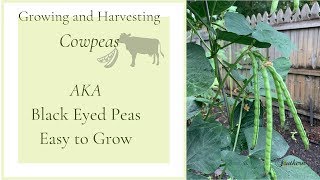 Growing and Harvesting CowpeasAKA Black Eyed PeasEasy Plant to Grow🍃 [upl. by Eberto]