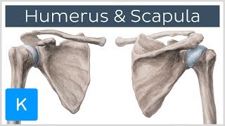 Humerus und Scapula  Anatomie des Menschen  Kenhub [upl. by Donielle]