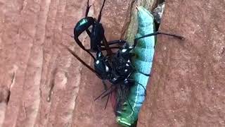 Giant Ichneumon Wasps Mating [upl. by Htederem]