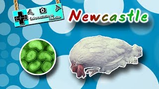 Enfermedad de Newcastle  El paramixovirus de las aves  medicina veterinaria [upl. by Amling]