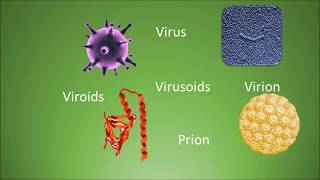 Difference among virus virion viroids virusoids and prions [upl. by Idona]