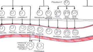 An introduction to Haematopoesis [upl. by Willdon]