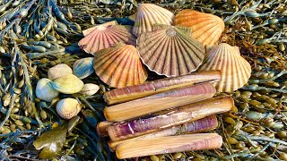 Coastal Foraging for Scallops Mussels Cockles Oysters and Clams with beach fire pit cook up [upl. by Janaya]