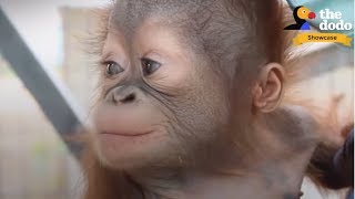 4 INCREDIBLE Orangutan Rescues That Will Change Your Life  The Dodo Showcase [upl. by Milburn]