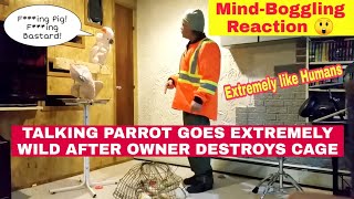 SWEARING PARROT Goes BERSERK After Owner Destroys Cage [upl. by Ocirne]