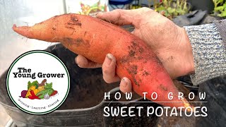 How To Grow Sweet Potatoes UK [upl. by Lenahtan]