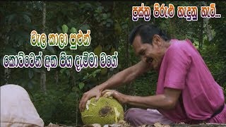 Prastha Pirulu Janakatha  වැල කාලා පුළුන් කොට්ටෙන් අත පිහ දැම්මා වගේ [upl. by Leake]