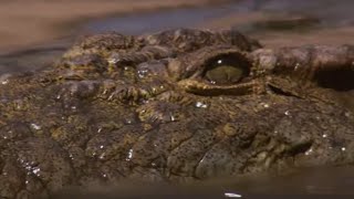 Crocodile Waits for Wildebeest in Rapids  BBC Earth [upl. by Eiramnerual]