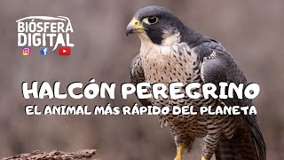 Halcón Peregrino  El animal más rápido del planeta [upl. by Nylcoj]